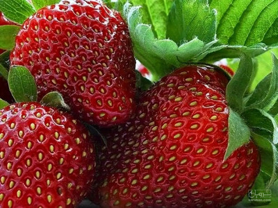 فروش توت فرنگی