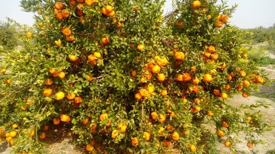 فروش پرتقال محلی