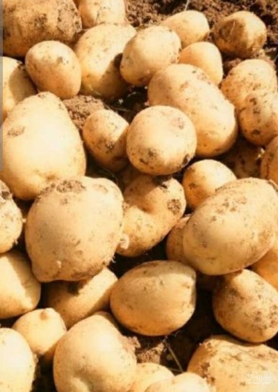 فروش سیب زمینی