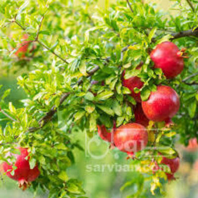 فروش انار
