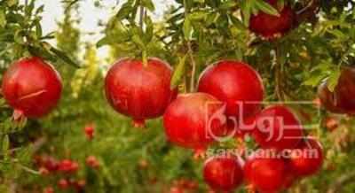 فروش انار