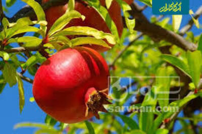 فروش انار
