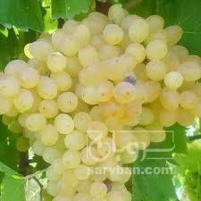 فروش انگور عسگری