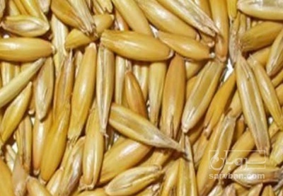 فروش جو