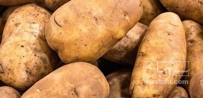 فروش سیب زمینی