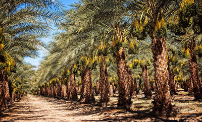 فروش خرما