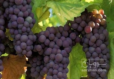 فروش انگور یاقوتی نوبرانه