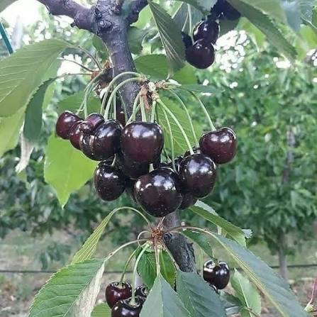 فروش گیلاس