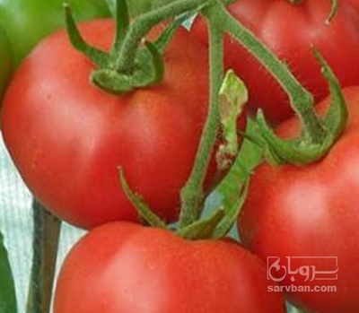 فروش گوجه فرنگی