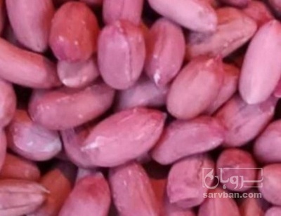 فروش بادام زمینی بو داده
