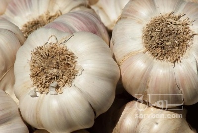 فروش سیر لشگری