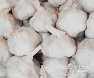 فروش سیر صادراتی