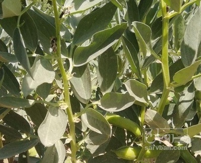 فروش باقلا تازه - باقالی - باقالا