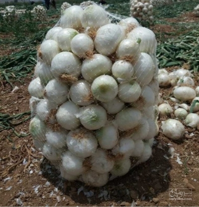 فروش پیازسفید