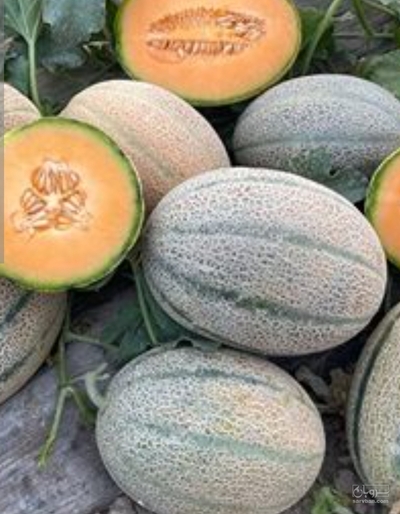 فروش طالبی