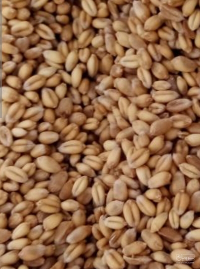 فروش گندم