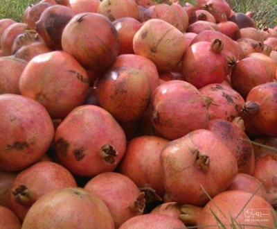 فروش انار