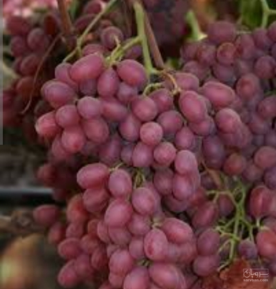 فروش انگور