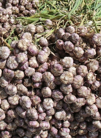 فروش سیر