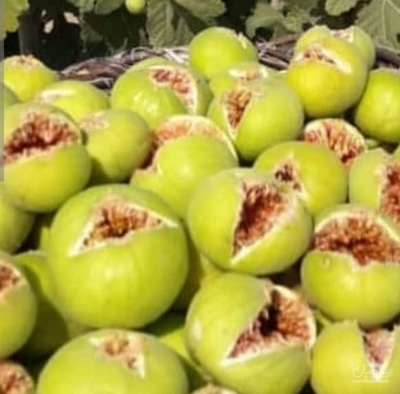 فروش انجیر