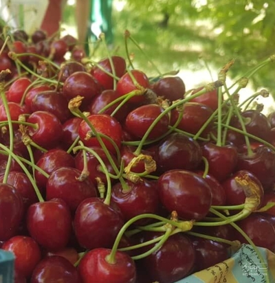 فروش گیلاس