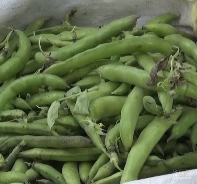 فروش باقلا تازه - باقالی - باقالا