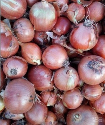فروش پیاز
