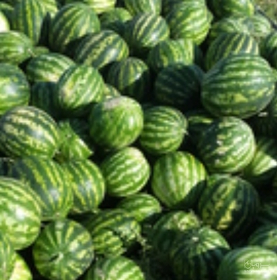 فروش هندوانه