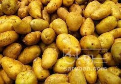 فروش سیب زمینی