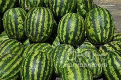 فروش هندوانه