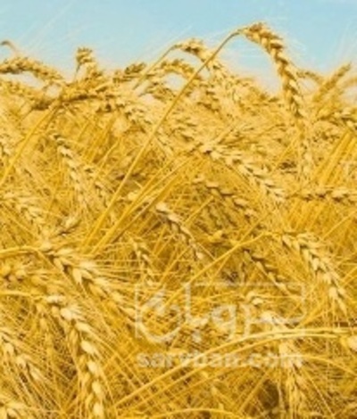 فروش گندم