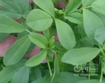 فروش یونجه