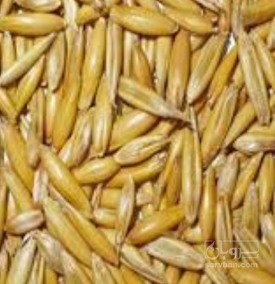 فروش جو