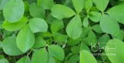 فروش یونجه