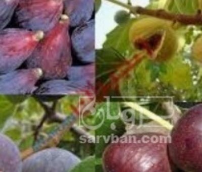 فروش انجیر