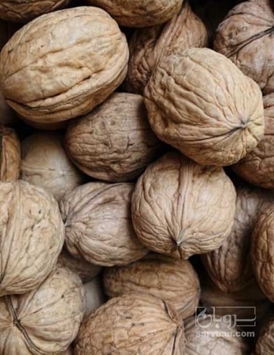 فروش گردو