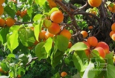 فروش زردآلو