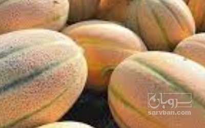 فروش طالبی جانا