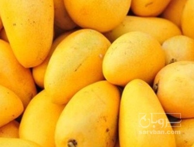 فروش انبه زرد محلی