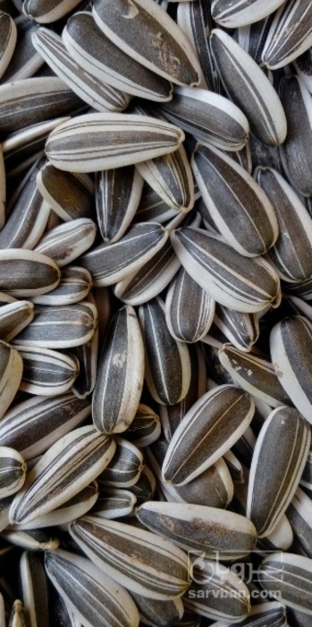 فروش تخمه آفتابگردان بود داده