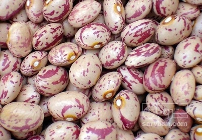 فروش لوبیا چیتی