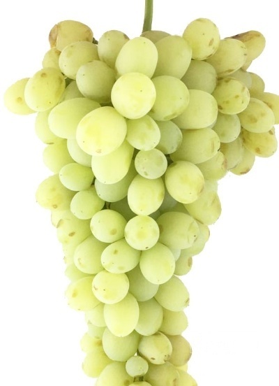 فروش انگور