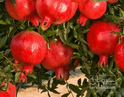فروش انار