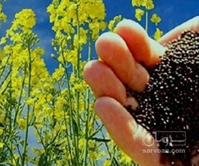 فروش کلزا