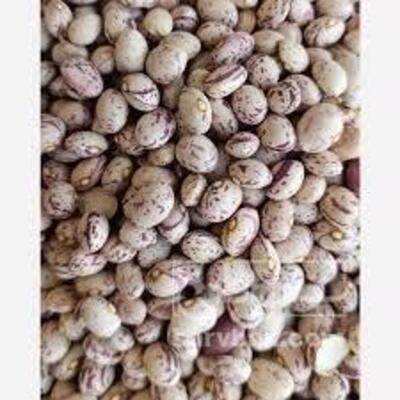 فروش عدس