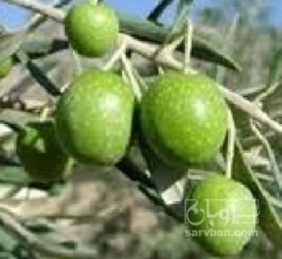فروش زیتون