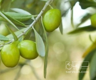 فروش زیتون