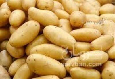 فروش سیب زمینی