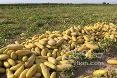 فروش خربزه