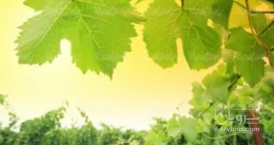 فروش  برگ انگور